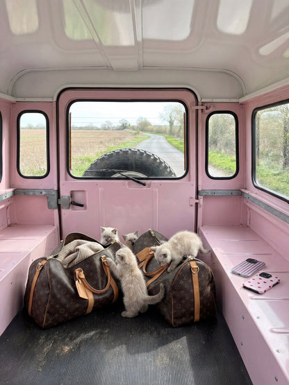 Three fluffy kittens exploring two brown designer bags inside a clear pink picnic-themed vehicle interior with a phone case nearby.